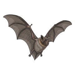 Flying Bat Illustration on Black Background