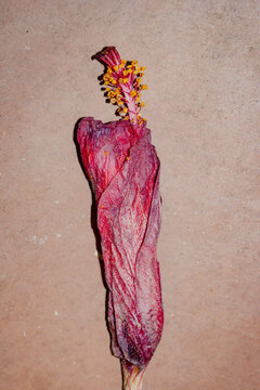 Withered hibiscus flower with dried petals on the ground