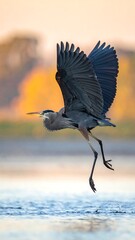 Heron taking flight over tranquil water with wings outstretched