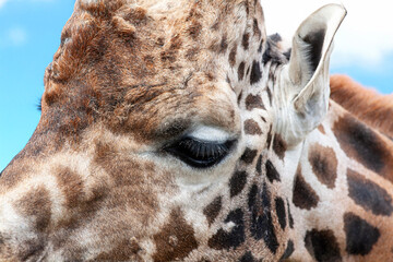 &OElig;il et partie de la t&ecirc;te de girafe d'Afrique