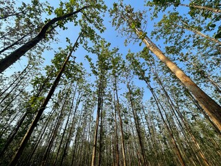 High economic value, strong and durable wood, teak forests are important for community welfare, carbon sequestration, and land conservation, as well as the health benefits of its leaves.