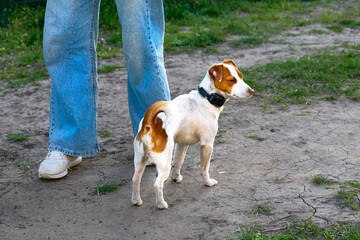 The owner in jeans with Jack Russell Terrier on walk