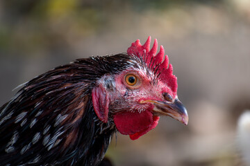 Free range poultry with healthy diet