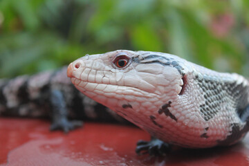 Fototapeta premium Close up shot of Blue tongue skink side profile showing single eye bright red neck and ear opening on horizontal orientation