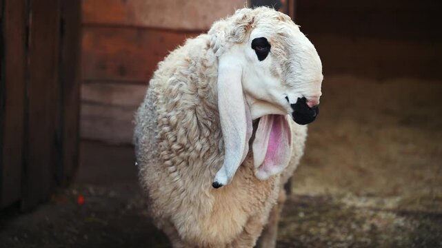A fluffy white sheep with long, droopy ears yawns widely, revealing its pink mouth, in a rustic barn setting