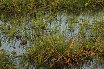 Marshland and wetland close up detail of submerged grass in a water 