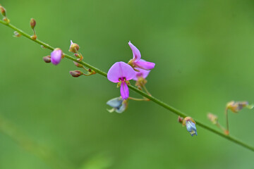 アレチヌスビトハギの花のクローズアップ