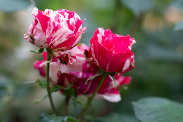 Obraz premium Striped Floribunda Rose ‘Scentimental’ (Rosa floribunda) Cluster