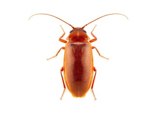 Close up of a small brown beetle with long antennae on a white background