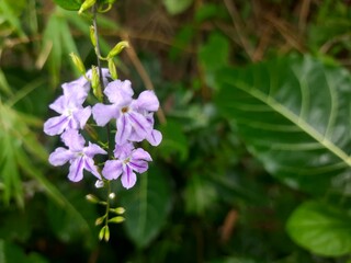 Delicate Purple Flower Blossom with Lush Green Foliage