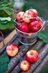 Beautiful bright apples in a small bucket. High quality photo