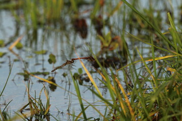 ruddy darter dragonfly mating in flight in wetlands, Sympetrum sanguineum; Libellulidae. Czech republic