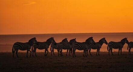 Fototapeta premium A herd of zebras silhouetted against a vibrant orange sunset on the African savanna