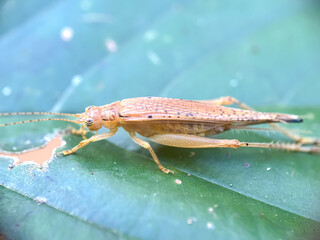 Close up of cricket insects perched on green leaves