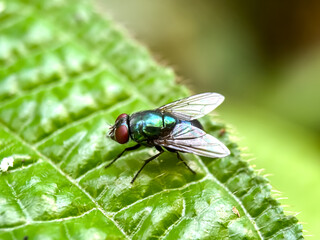 Close up of flies in the leaves, Common green bottle fly (Lucilia sericata)