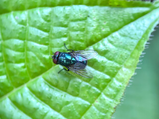 Close up of flies in the leaves, Common green bottle fly (Lucilia sericata)