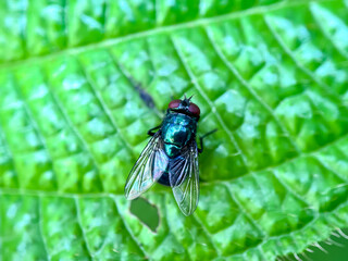Close up of flies in the leaves, Common green bottle fly (Lucilia sericata)