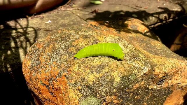 Caterpillar body creeping on the rock