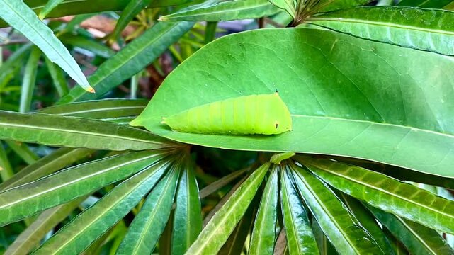 Ulat or caterpillars on green plants in the garden