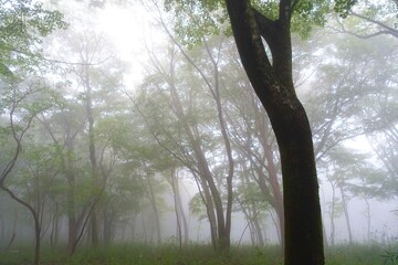 霧に包まれる森