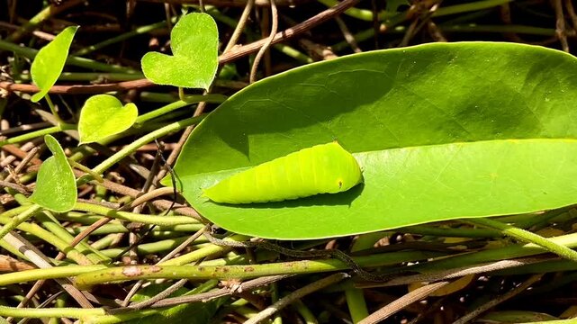 Ulat or caterpillars on green plants in the garden