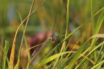 ruddy darter dragonfly mating in flight in wetlands, Sympetrum sanguineum; Libellulidae. Czech republic