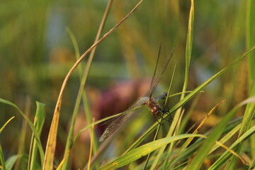 ruddy darter dragonfly mating in flight in wetlands, Sympetrum sanguineum; Libellulidae. Czech republic