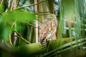 Alert owl looking sideways perched on green leaf
