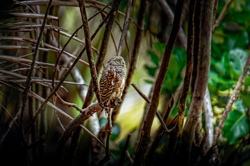 Owl observing environment from tree branch in nature