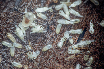 Ants caring for larvae and pupae in colony