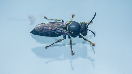 Wasp insect close-up showing intricate body details