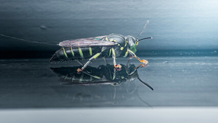 Wasp insect creating ripple reflection on wet surface