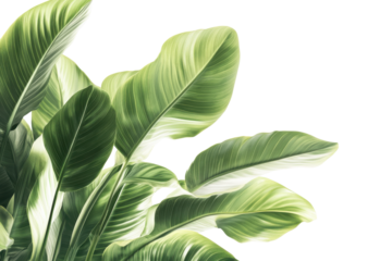 Bird of paradise plant leaves isolated on transparent background. Tropical leaves isolated on white background.