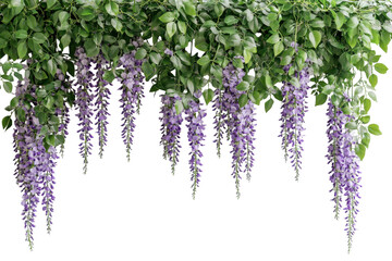 Cascading purple wisteria flowers hanging down isolated on transparent background. Wisteria garland hanging on the wall purple flowers with green leaves isolated on white background.