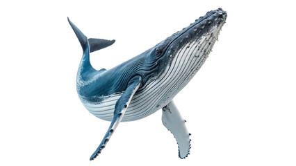 Humpback whale swimming gracefully isolated on transparent background © Hanna