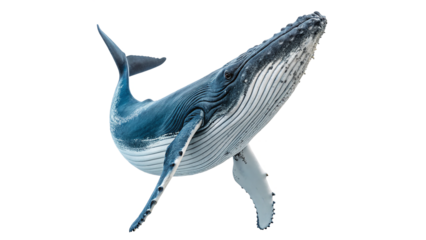Humpback whale swimming gracefully isolated on transparent background