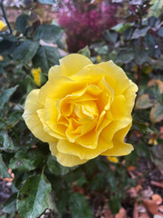 Close-up of a Beautiful Yellow Rose with Water Droplets, Fresh Garden Flower, Natural Beauty and Spring Concept