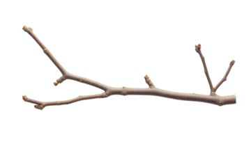 Bare tree branch with small buds isolated on transparent background. Branch isolated on white background.