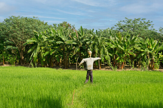 A scarecrow stands in a lush green paddy field surrounded by tropical trees under a bright blue sky.