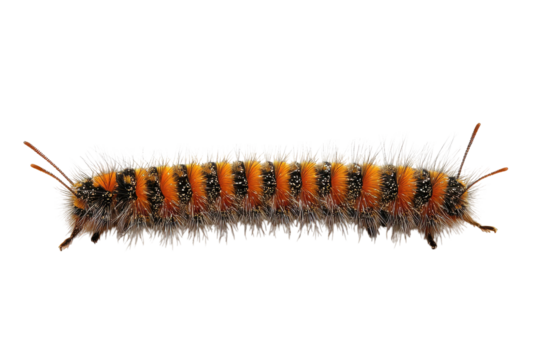 Close up macro photography of a fuzzy black and orange caterpillar isolated on transparent background. Caterpillar on white background.