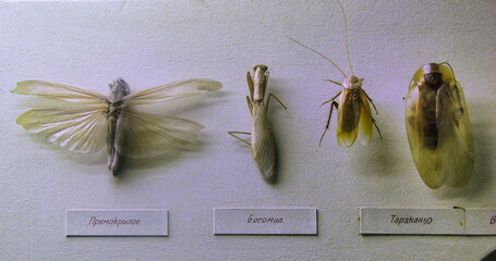 Mantis and moth in a museum in Moscow, Russia.