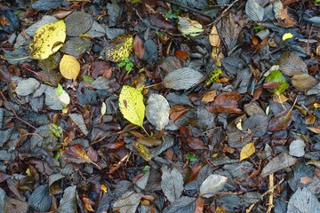 雨に濡れた落葉