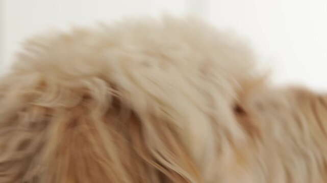 Golden fur labradoodle gazing peacefully, loyalty shining through gentle posture, loyalty creates feeling of care, loyalty embodies calm bond between human and pet