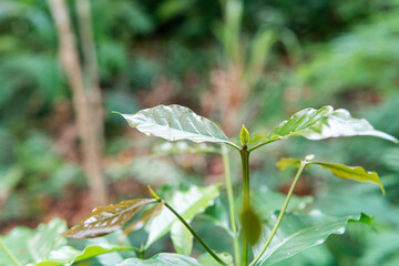 A beautiful close-up photo focusing on the fresh green leaves of a young coffee plant sprout. Soft, blurred natural background highlights new growth, agriculture, and organic farming.
