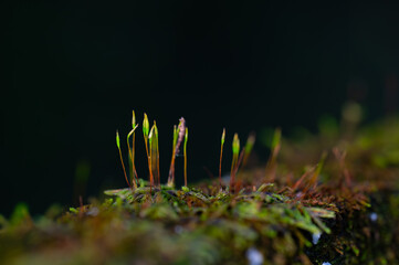 Moss sprouting on an old and rotting handrail on a hiking trail bridge in Audubon Acres,...