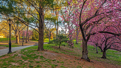 Central Park in spring, flowers in bloom