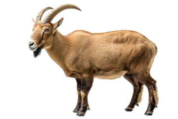 Mountain goat isolated on transparent background.