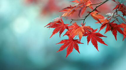 A vibrant display of crimson foliage gracefully adorns delicate branches. The light filters through the leaves, illuminating them with a soft glow.