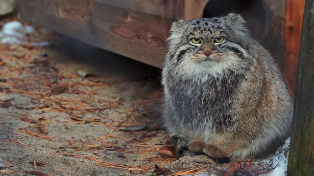 fluffy Pallas's cat with bright yellow eyes stares intently at the camera. The cat is sitting near a wooden structure, creating a rustic setting