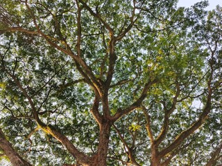 Rain trees have the benefits of absorbing carbon dioxide, preventing erosion, maintaining water reserves, providing wood for furniture, helping cool the air in urban areas and providing tranquility an